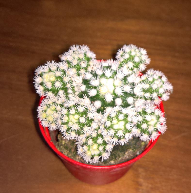 Mammillaria_gracilis_Arizona_snow_type.jpg